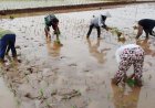 Babinsa Ahmad Soleh Gandeng Petani Tingkatkan Produktivitas Padi